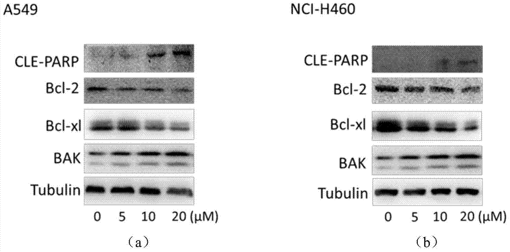 A kind of anti-tumor small molecule compound and its preparation method and application