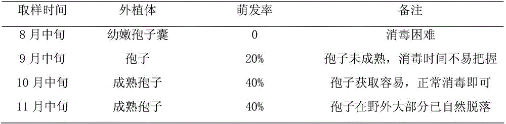 Rapid propagation and in-vitro preservation method of coniogramme japonica (Thunberg) diels