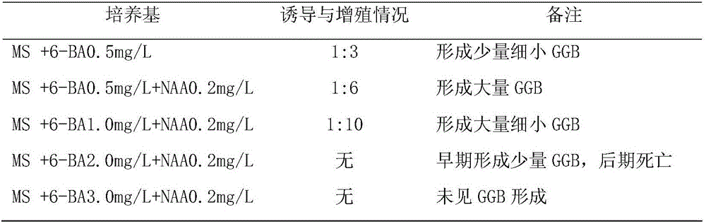 Rapid propagation and in-vitro preservation method of coniogramme japonica (Thunberg) diels