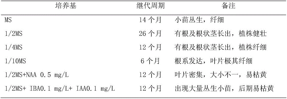 Rapid propagation and in-vitro preservation method of coniogramme japonica (Thunberg) diels