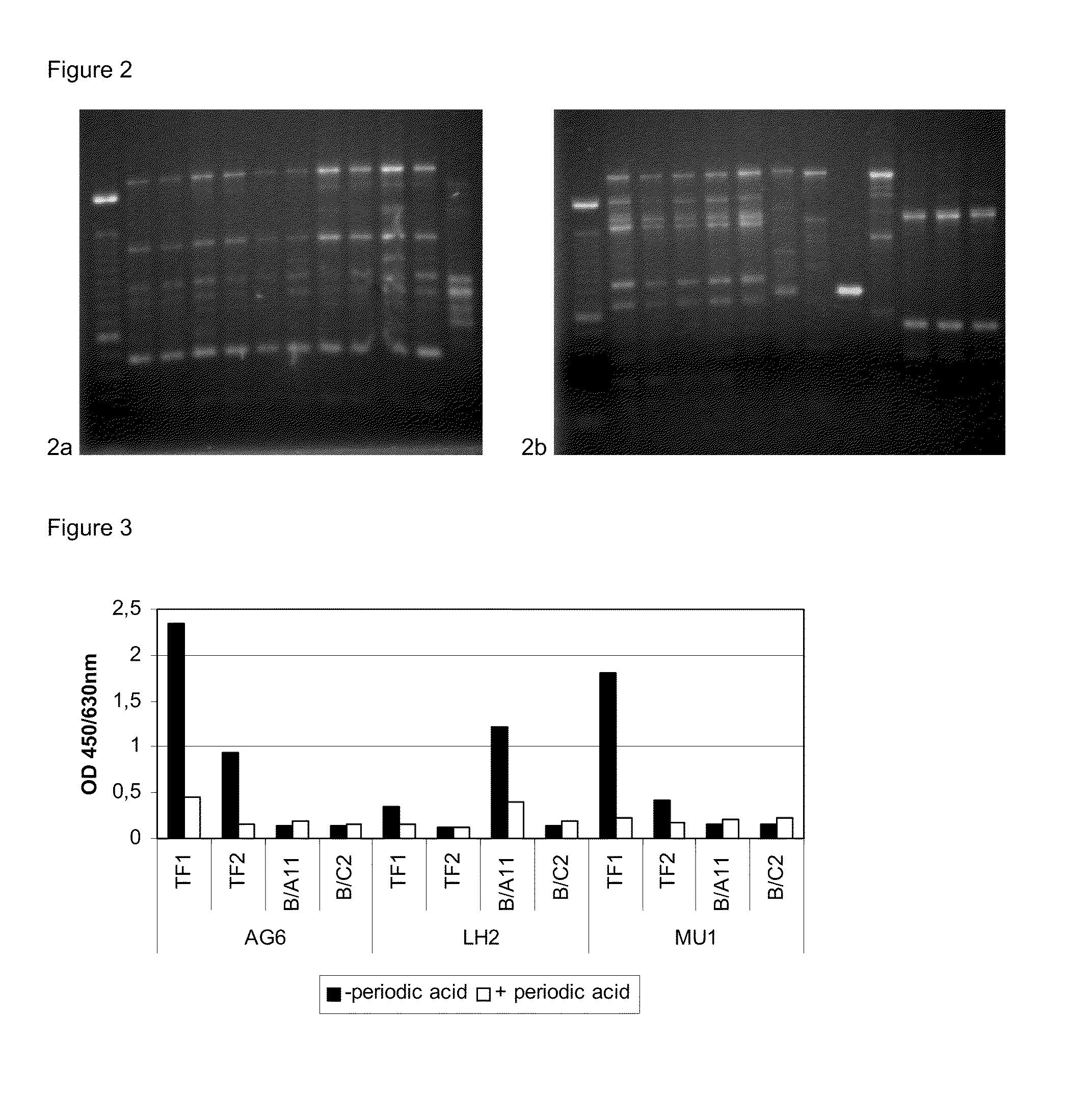 Microorganisms or fractions thereof capable of activating cellular immunity against carbohydrates