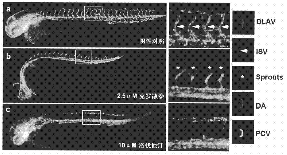 Anti-angiogenic compound and usage thereof