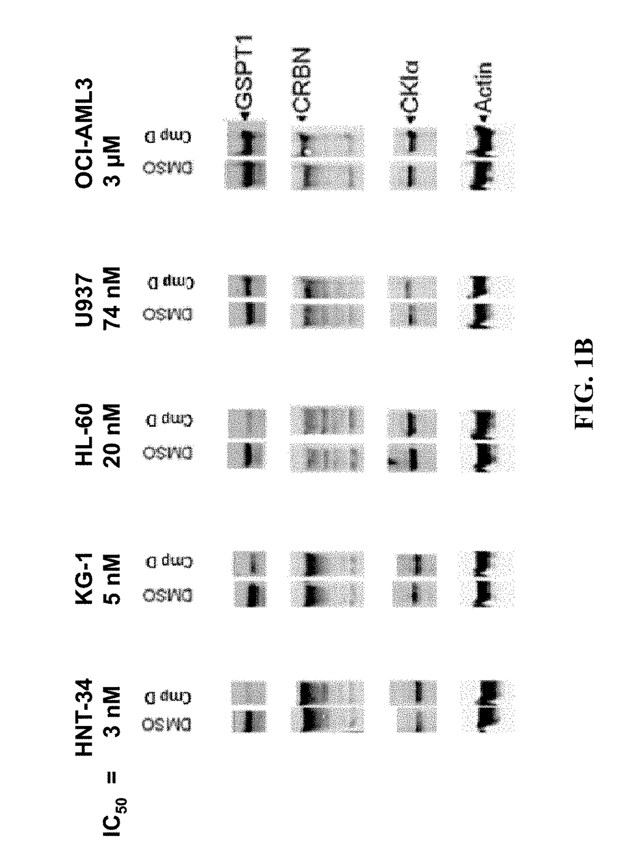 Methods for treating cancer and the use of biomarkers as a predictor of clinical sensitivity to therapies