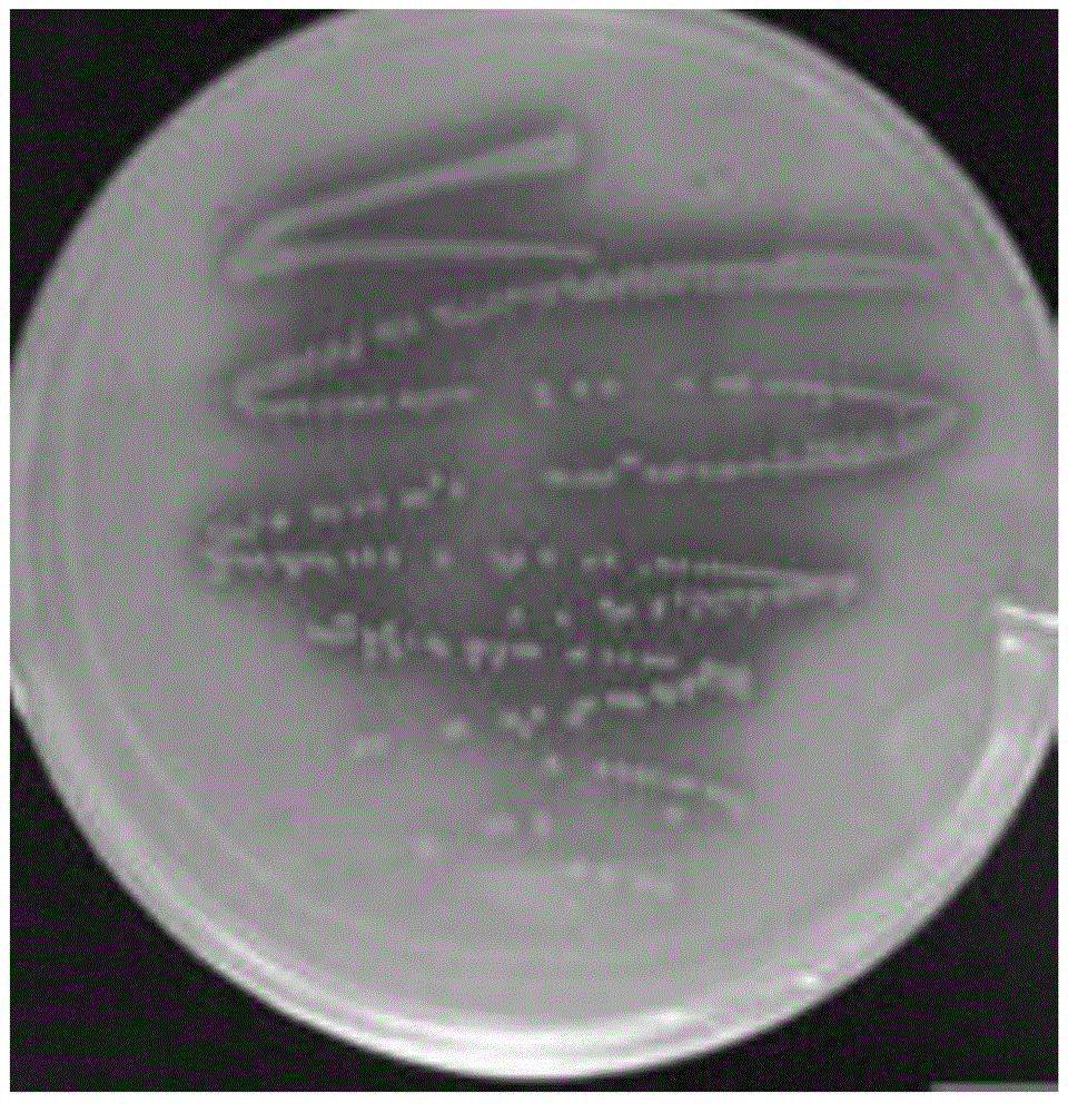 Lactobacillus fermentum Lee working leavening agent product and constipation-prevention and health application thereof