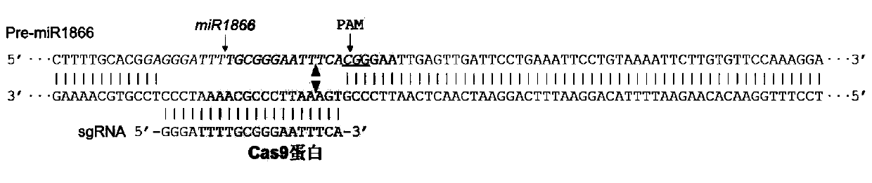 MiR1866 gene for controlling rice seed germination, overexpression vector and preparation method thereof, gRNA expression vector, and application thereof