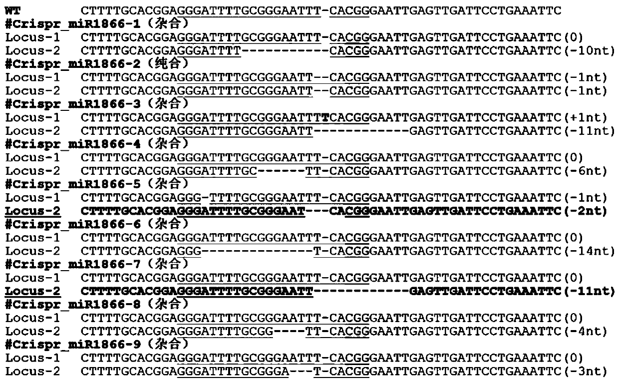 MiR1866 gene for controlling rice seed germination, overexpression vector and preparation method thereof, gRNA expression vector, and application thereof