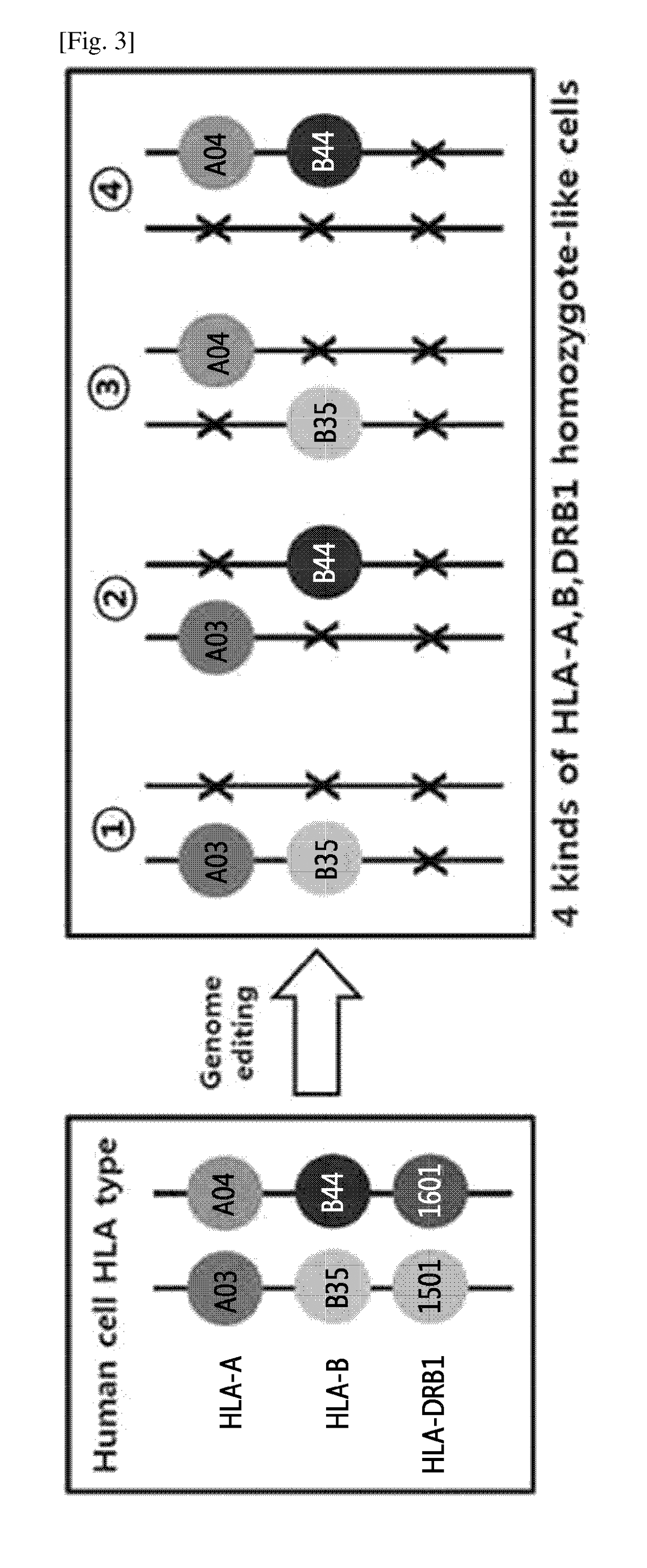 Immune-compatible cells created by nuclease-mediated editing of genes encoding HLA