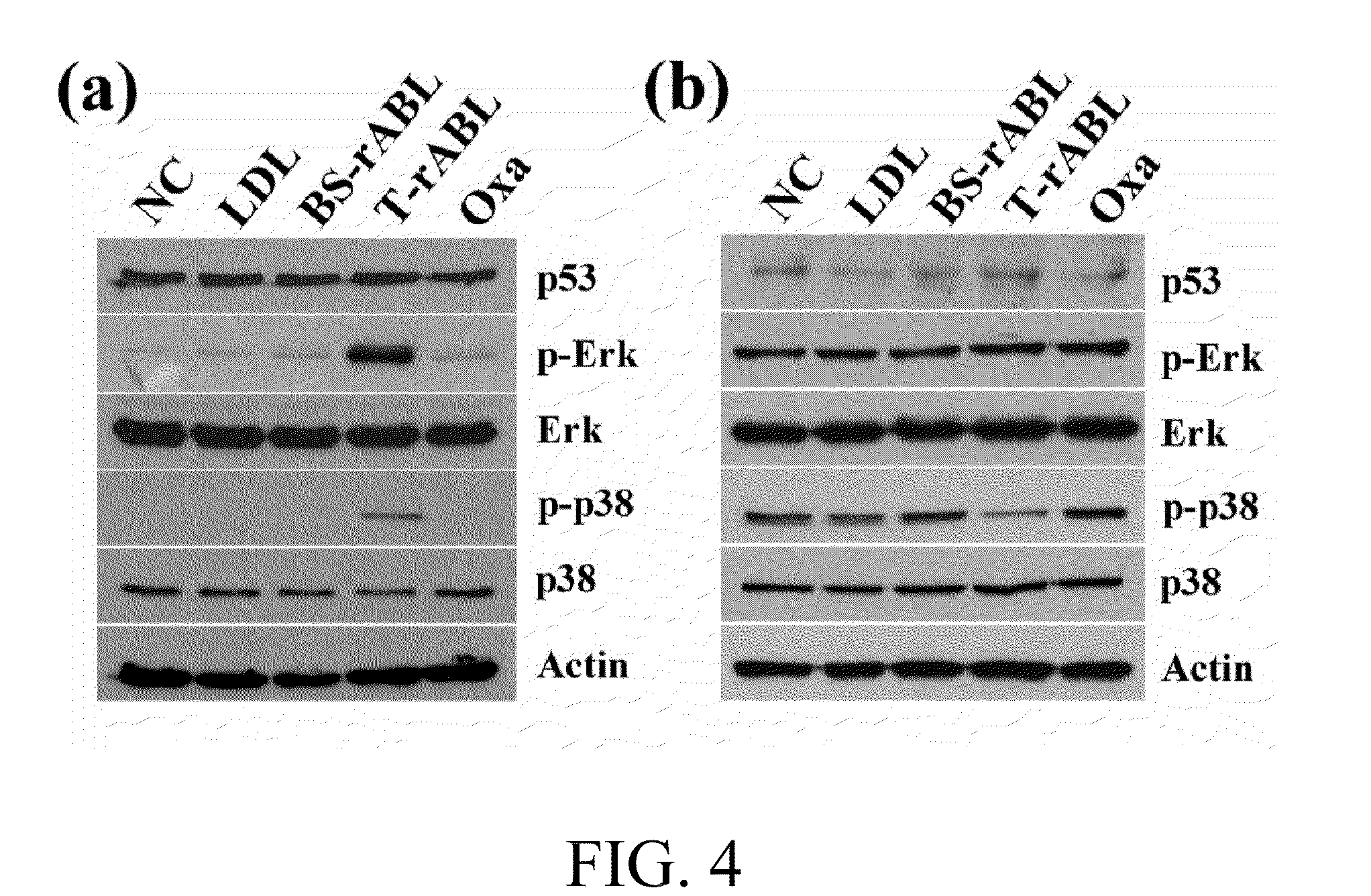 Reconstituted apolipoprotein b lipoparticle, a preparation method and uses thereof