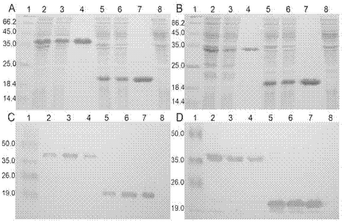 Recombinant protein specifically bound with fibrin and application thereof