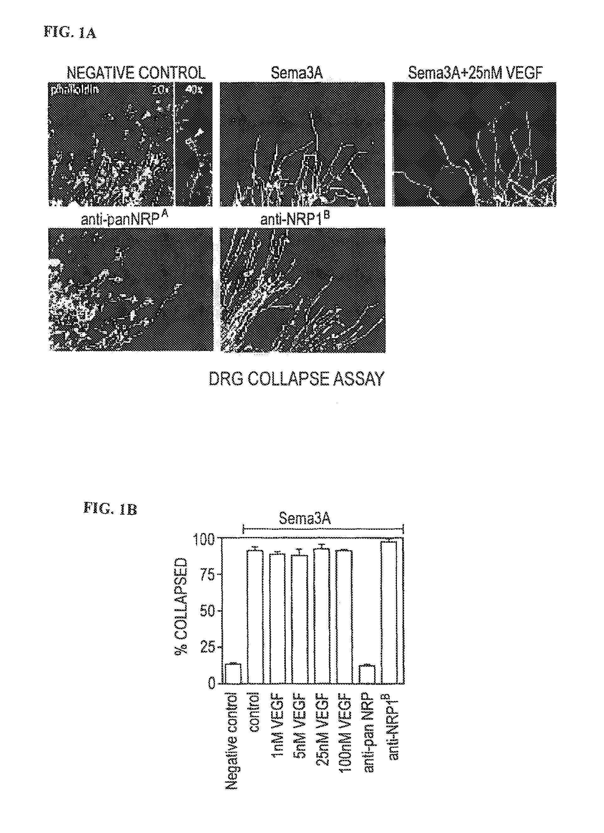 Anti-pan neuropilin antibody and binding fragments thereof