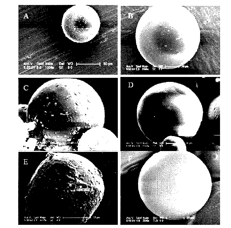 Method for preparing microspheres with solid-in-oil-in-hydrophilic oil-in-ethanol