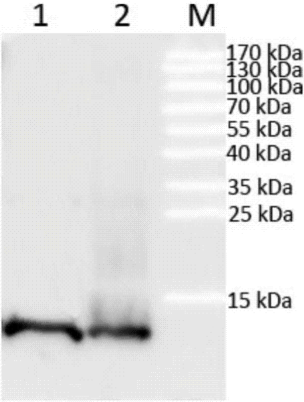 Fatty acid interference-resistant anti-human heart-type fatty acid binding protein monoclonal antibody and application thereof