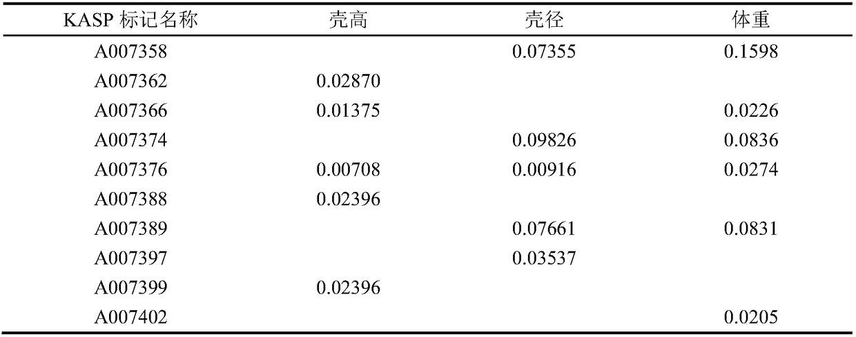 Molecular marker assisted breeding primer based on growth traits of strongylocentrotus intermedius and screening method