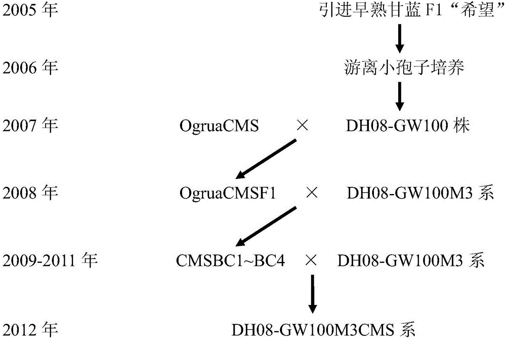 Method of utilizing cabbage CMS and DH lines to selectively breed early-ripening new variety