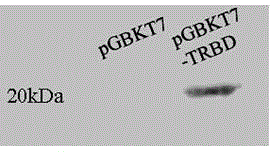 E.tenella TERT associated protein gene and medical uses thereof