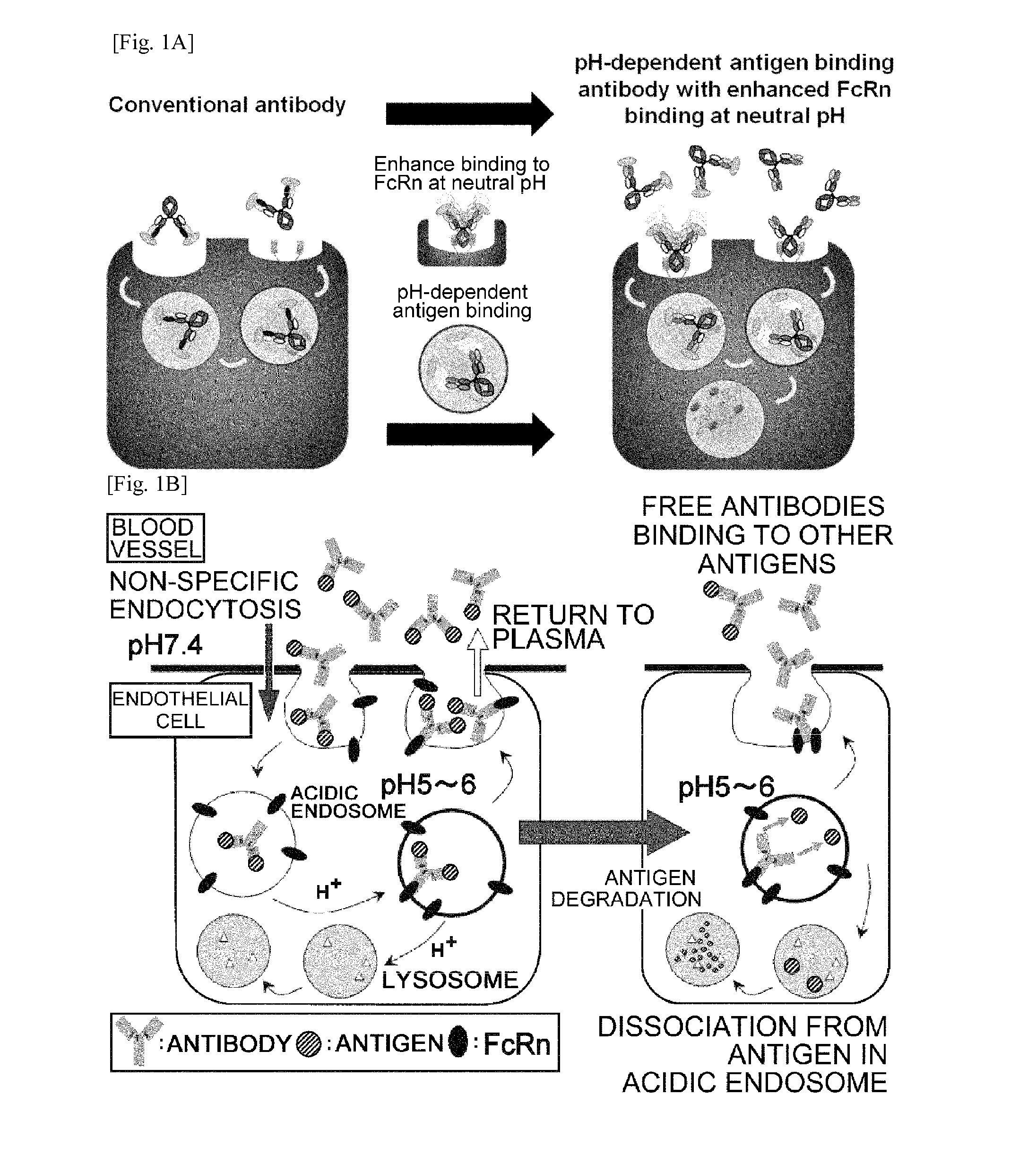 THERAPEUTIC ANTIGEN-BINDING MOLECULE WITH A FcRn-BINDING DOMAIN THAT PROMOTES ANTIGEN CLEARANCE