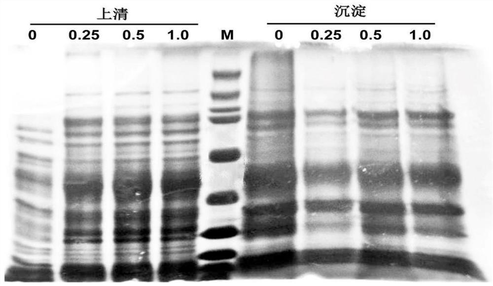 A method for prokaryotic expression of Liriomyza trifolii heat shock transcription factor protein