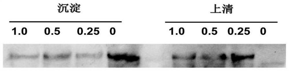 A method for prokaryotic expression of Liriomyza trifolii heat shock transcription factor protein