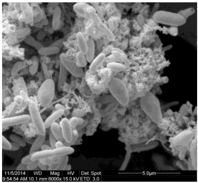 Paenibacillus and its application in water body purification