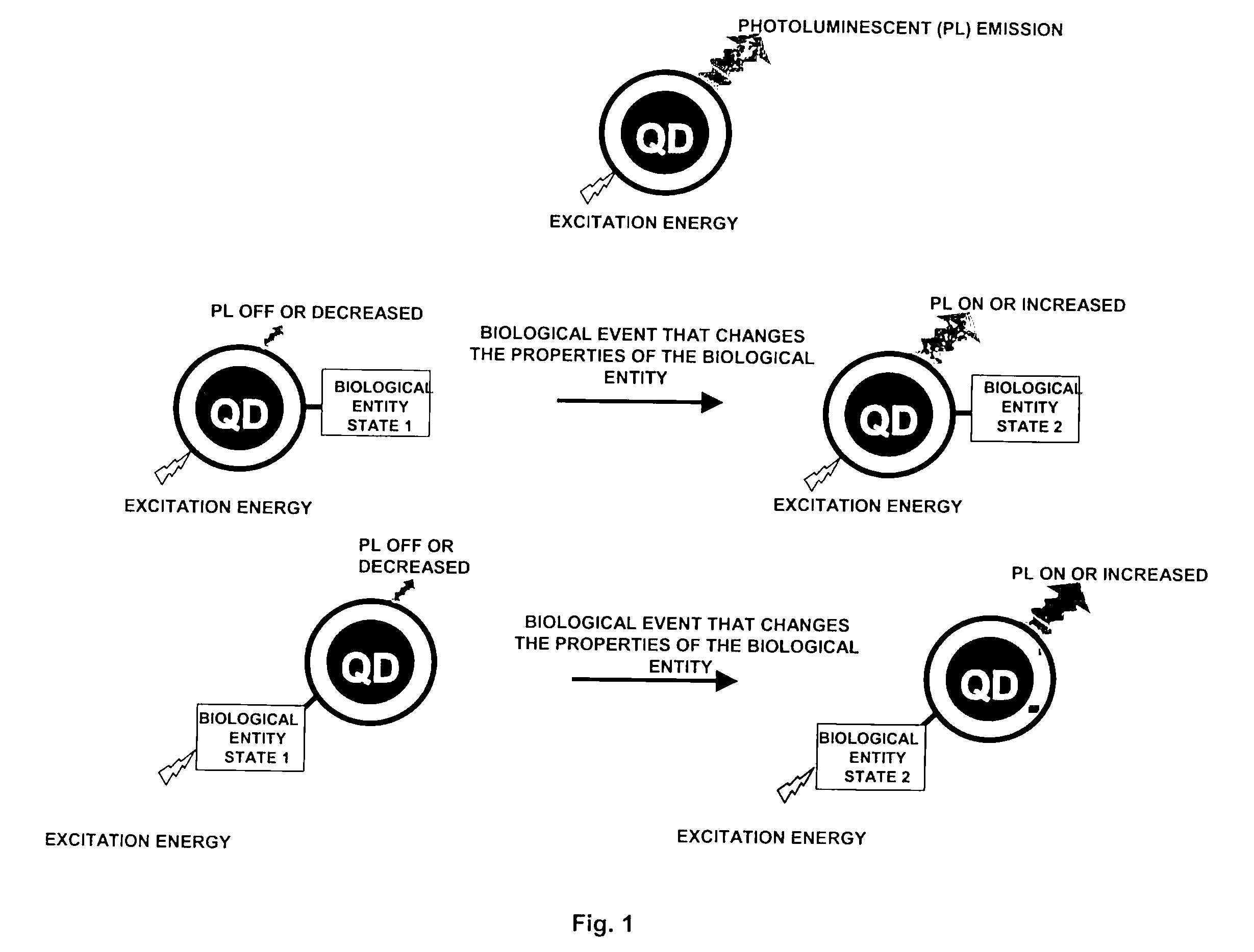 Method of controlling quantum dot photoluminescence and other intrinsic properties through biological specificity