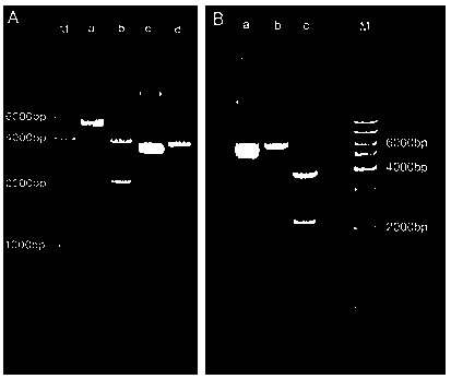 Transgenic algae strain with high yield of nano polyphosphate body and preparation method thereof