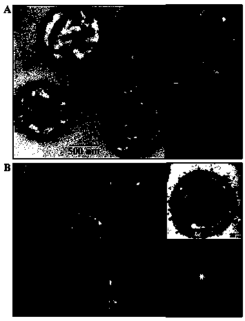 Transgenic algae strain with high yield of nano polyphosphate body and preparation method thereof