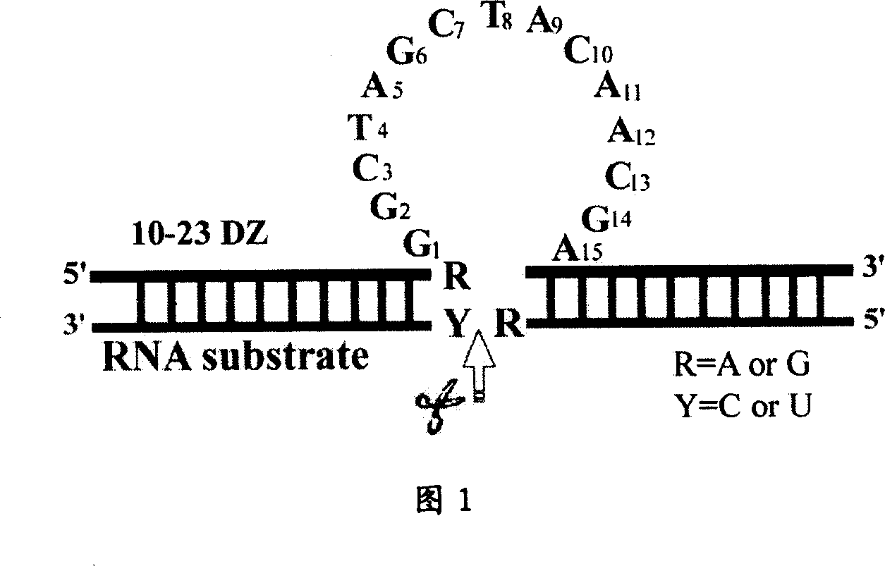 Deoxyzyme of anti-respiratory syncytial viruses and its medicinal use