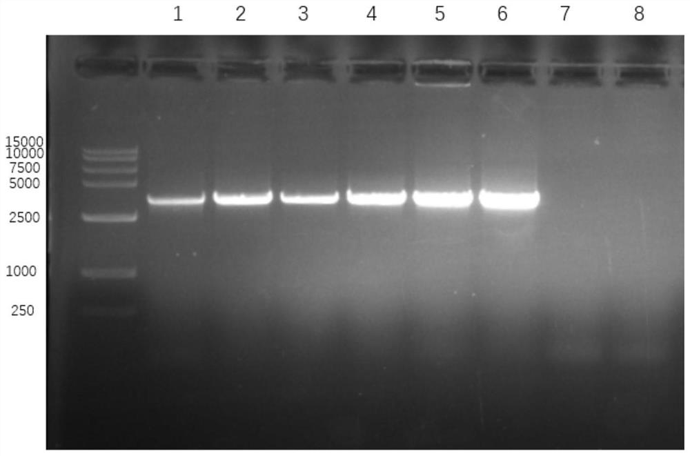 Design method and detection method of specific primers for resistance gene of rifampicin antibiotic resistance caused by SNP