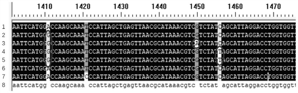 Design method and detection method of specific primers for resistance gene of rifampicin antibiotic resistance caused by SNP