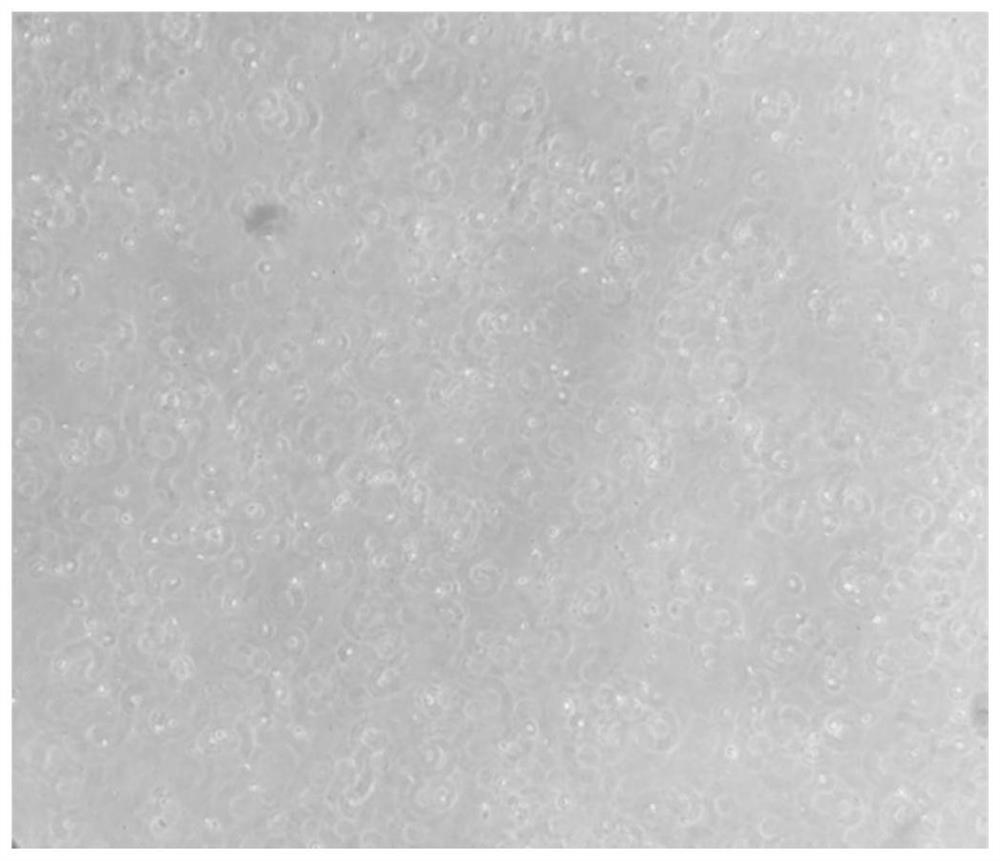 A method for efficiently isolating and culturing primary hepatocytes of Puffer puffer obscura