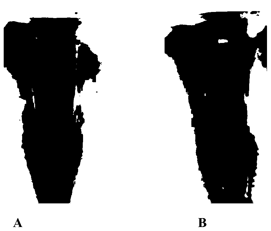 Colloidal gold visual detection method for Micropterus salmoides iridovirus and probe for method