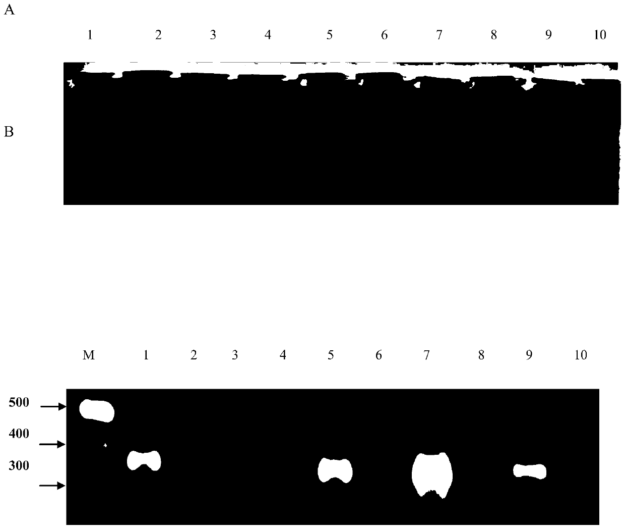 Colloidal gold visual detection method for Micropterus salmoides iridovirus and probe for method