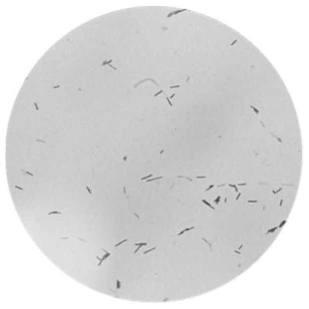 Bacillus subtilis with capability of efficiently degrading gossypol and application thereof