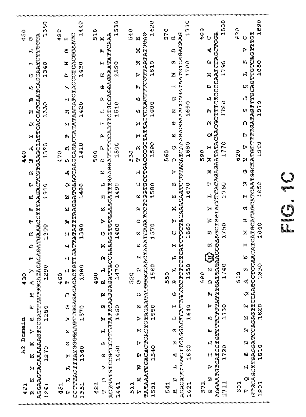 Recombinant factor VIII proteins