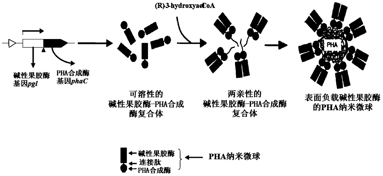 An engineering bacterium for producing immobilized alkaline pectinase nanospheres and its construction method and application