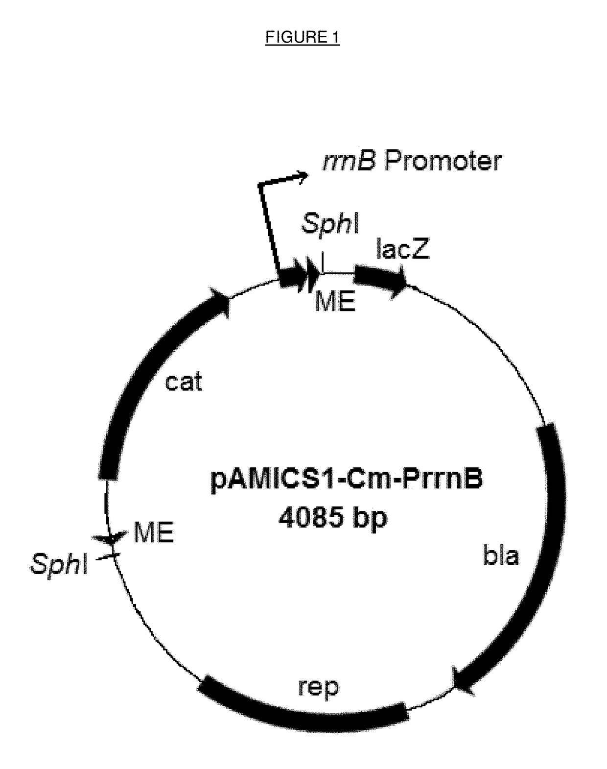 Bacterial engineering