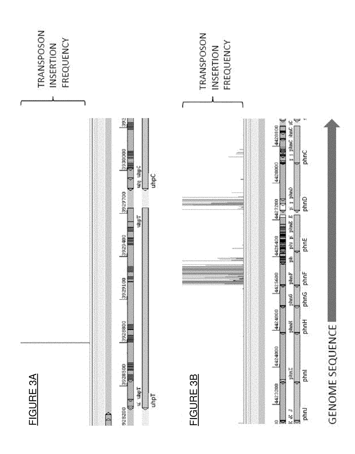 Bacterial engineering