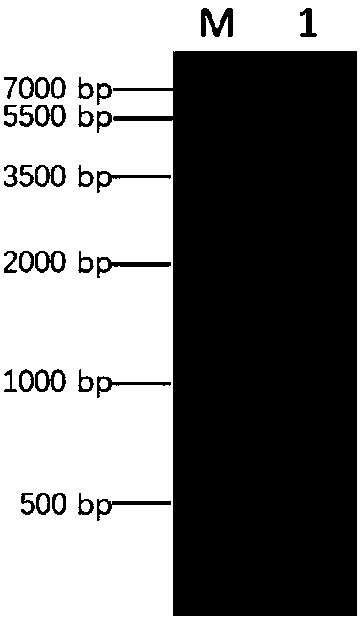 Identification method and application of coding protein Pm_MF