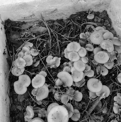 A kind of fragrant mushroom and its separation and multiplication method and soil-covering cultivation method