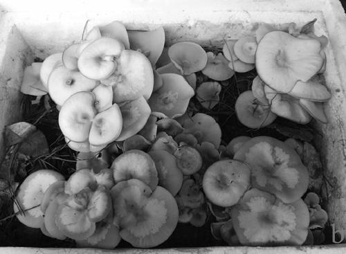 A kind of fragrant mushroom and its separation and multiplication method and soil-covering cultivation method