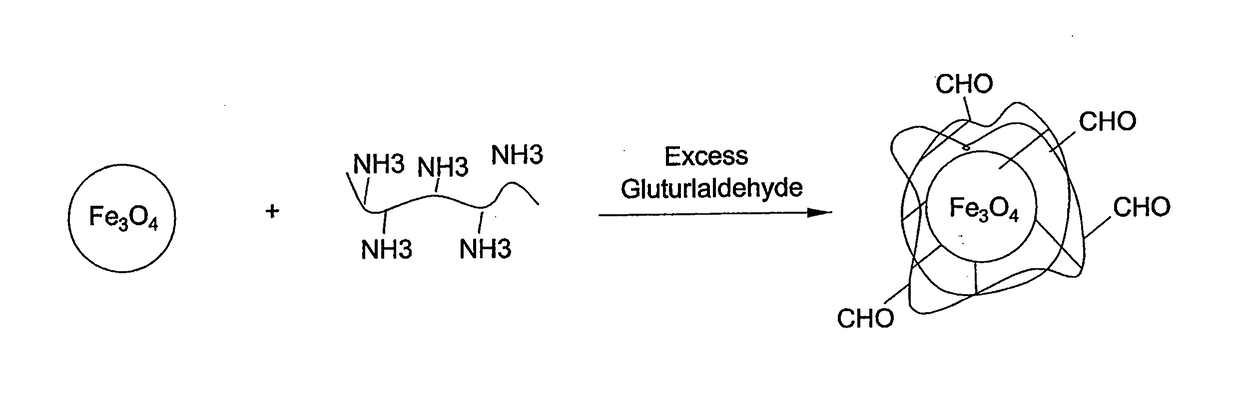 Method for preparing chitosan-coated magnetic nanoparticles for protein immobilization