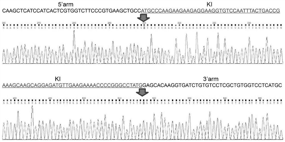 Preparation method of mouse model for specific expression of Cre enzymes in gastric epithelial cells