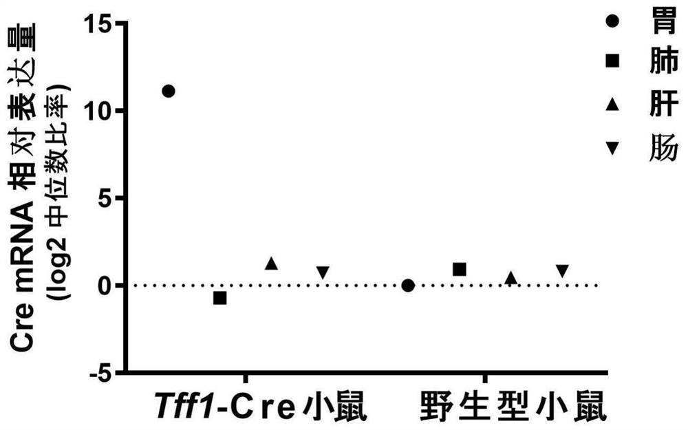 Preparation method of mouse model for specific expression of Cre enzymes in gastric epithelial cells