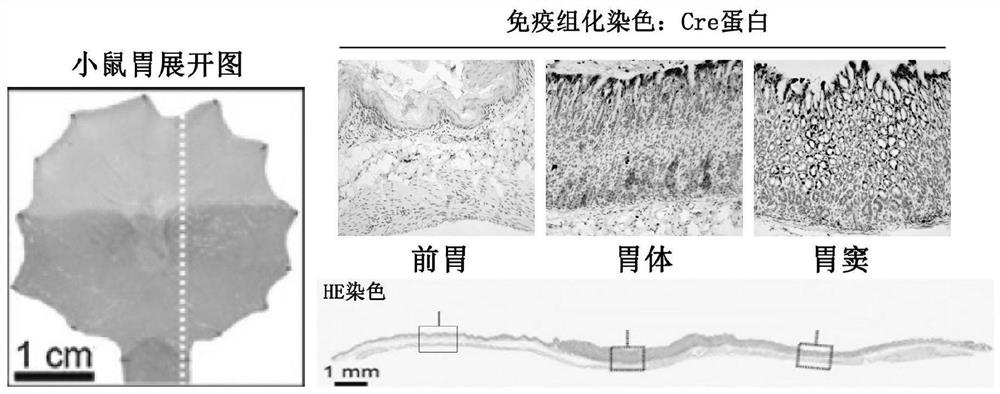 Preparation method of mouse model for specific expression of Cre enzymes in gastric epithelial cells