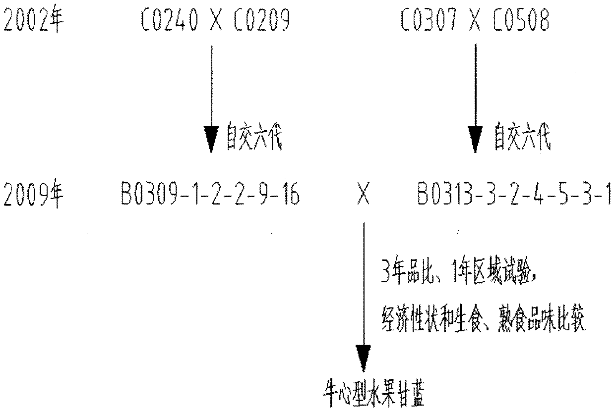 Method for breeding sweet common head cabbage