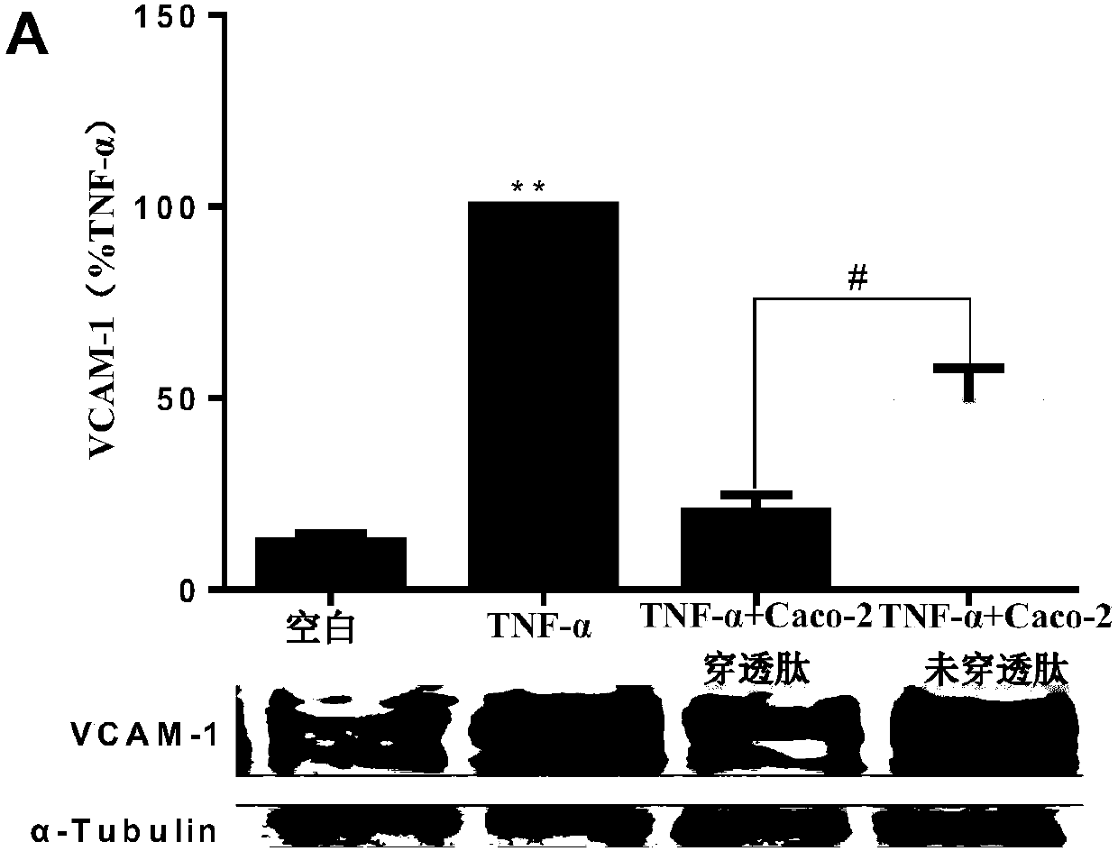 Corn prolamin anti-inflammatory polypeptide and preparation method thereof