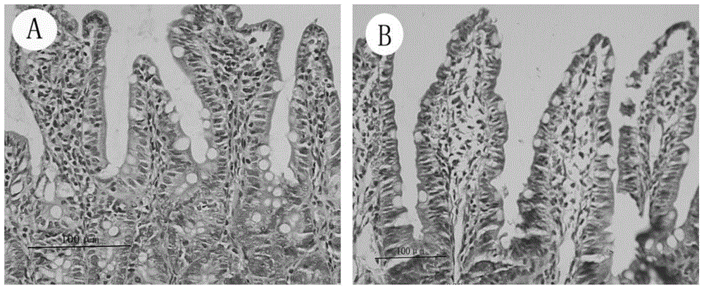 A method for establishing an experimental plateau intestinal barrier injury rat model