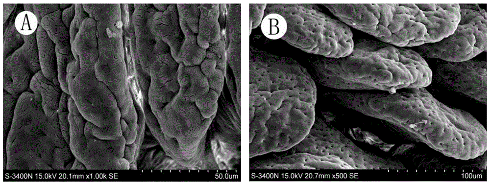 A method for establishing an experimental plateau intestinal barrier injury rat model