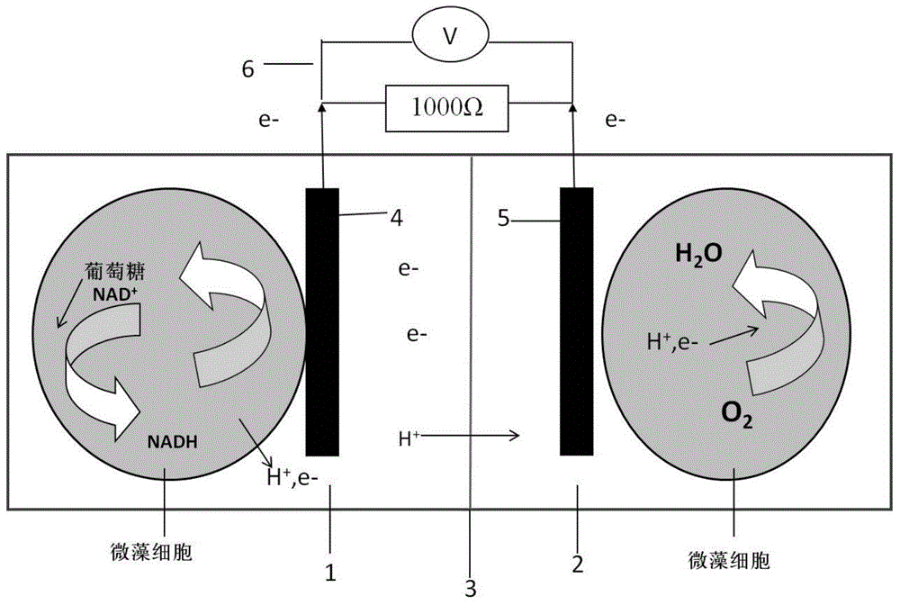 Microalgae biological direct-driven power generation battery