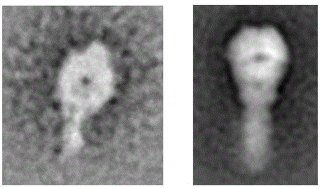 Antigen protein of bovine respiration syncytial viruses